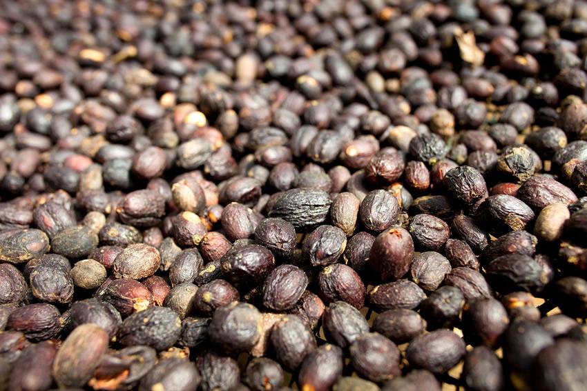 Процесс обработки кофейных зерен. как он влияет на вкус кофе?