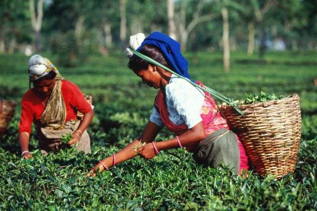 Индийский чай. полезные свойства. вкус индийского чая, знакомый с детства