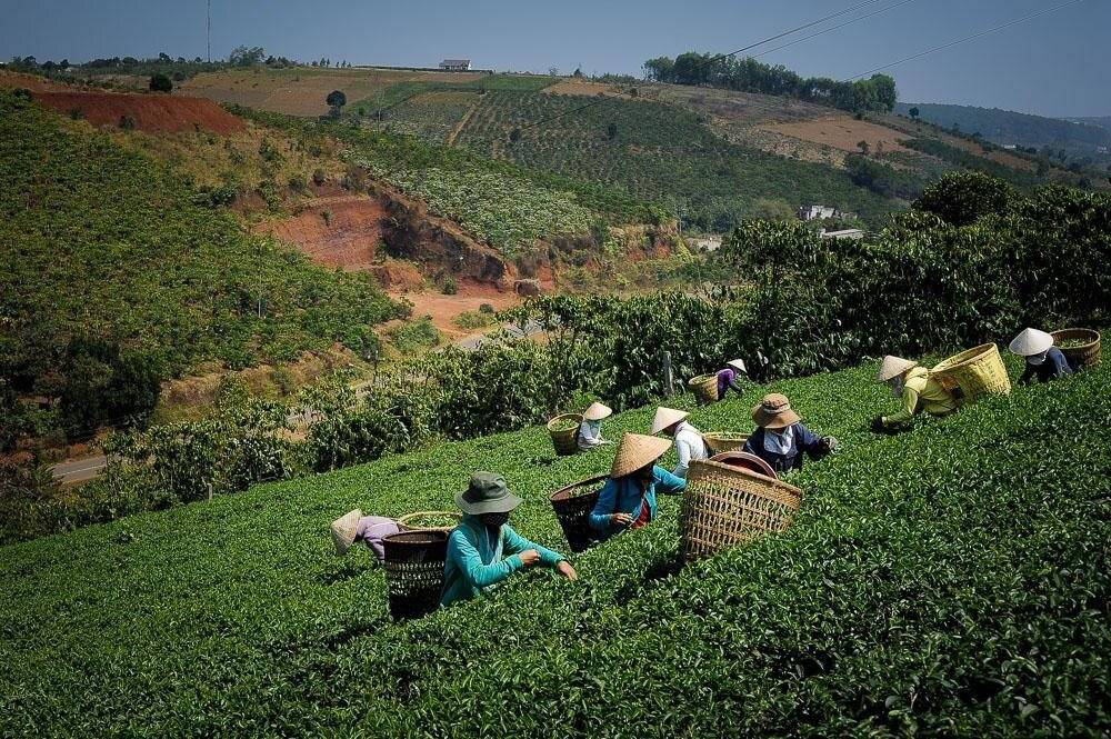 Выращивание чая: как посадить, вырастить и собрать урожай