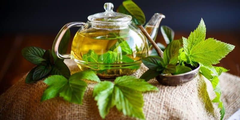 Чай из листьев земляники польза как заваривать от чего пьют