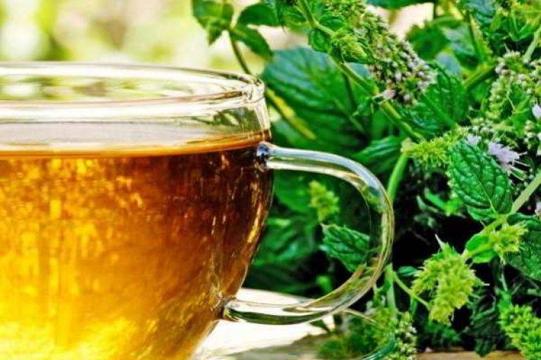 Польза чая с лекарственным шалфеем и его вред для организма