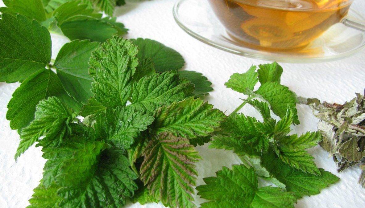 Польза и вред чая из листьев малины, рецепты приготовления
