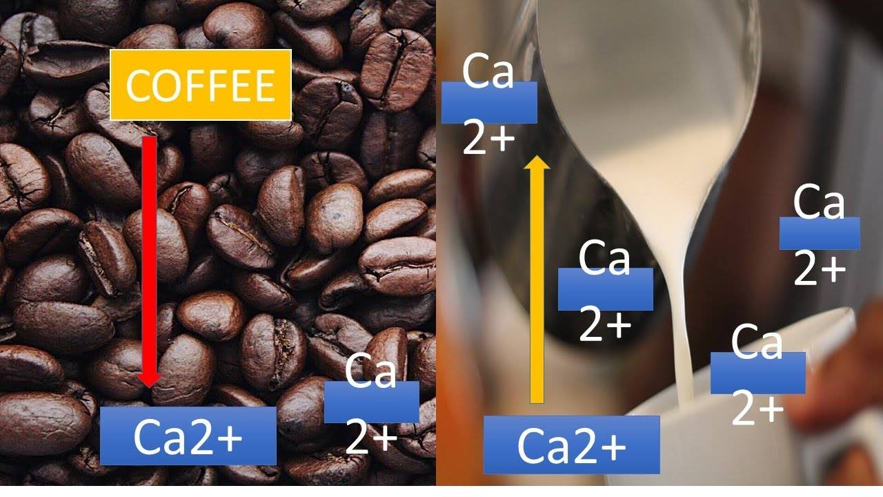 Кофе вымывает кальций из организма
