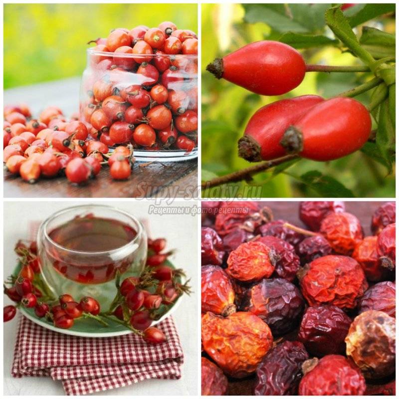 Когда собирать шиповник – где лучше брать ягоды, можно ли срывать недозревшие и мягкие плоды?