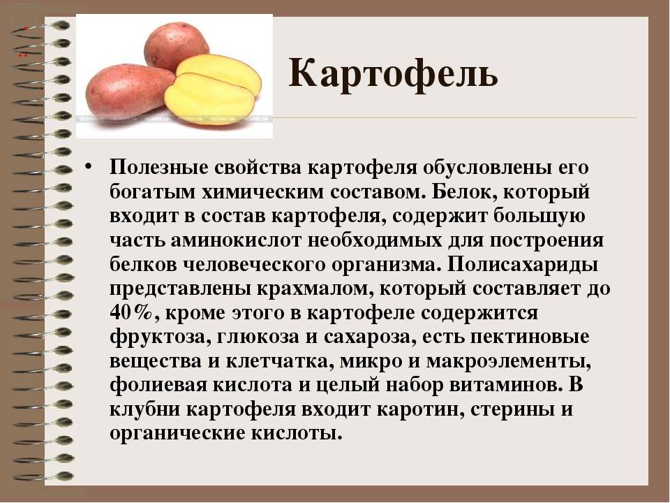 Картошка, польза и вред для здоровья человека, употребляющего его