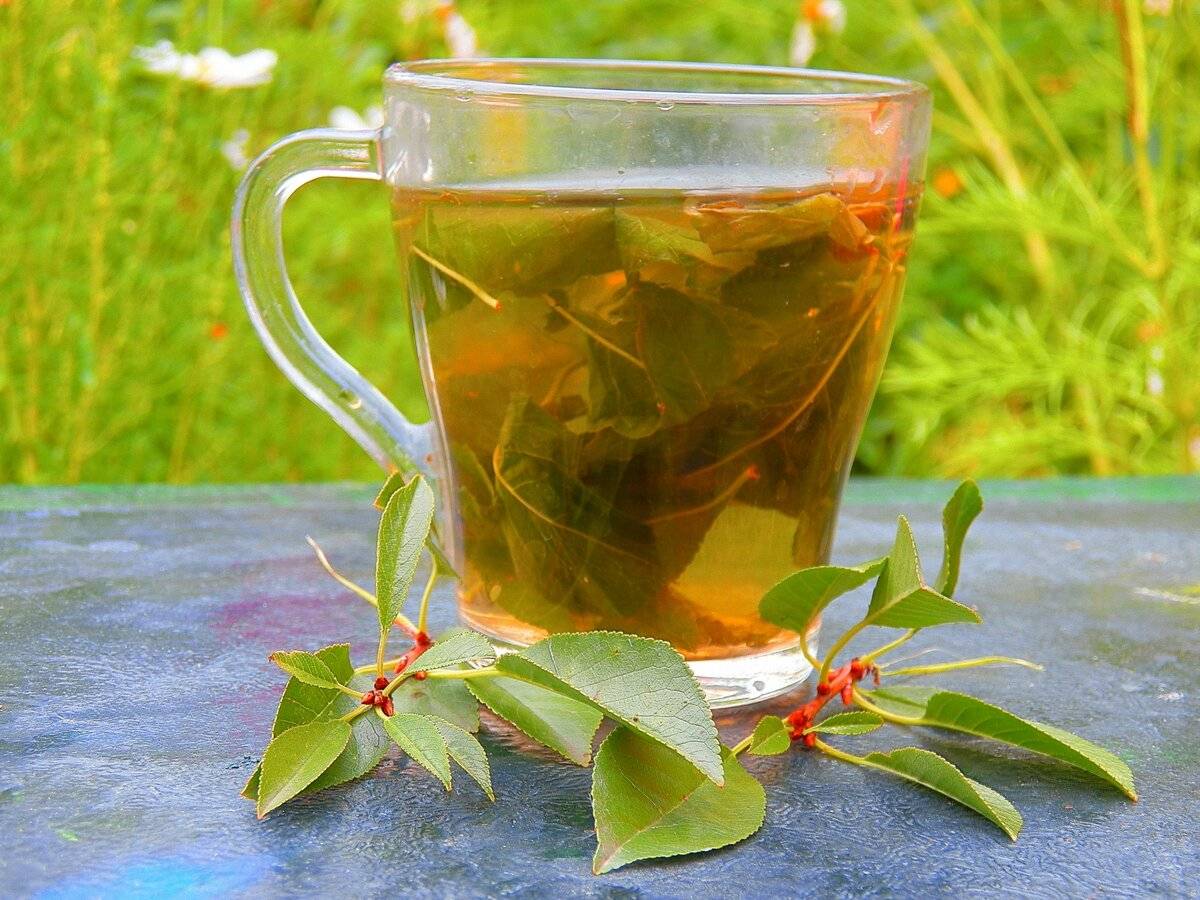 Чем полезен чай из листьев малины – готовим витаминный напиток!