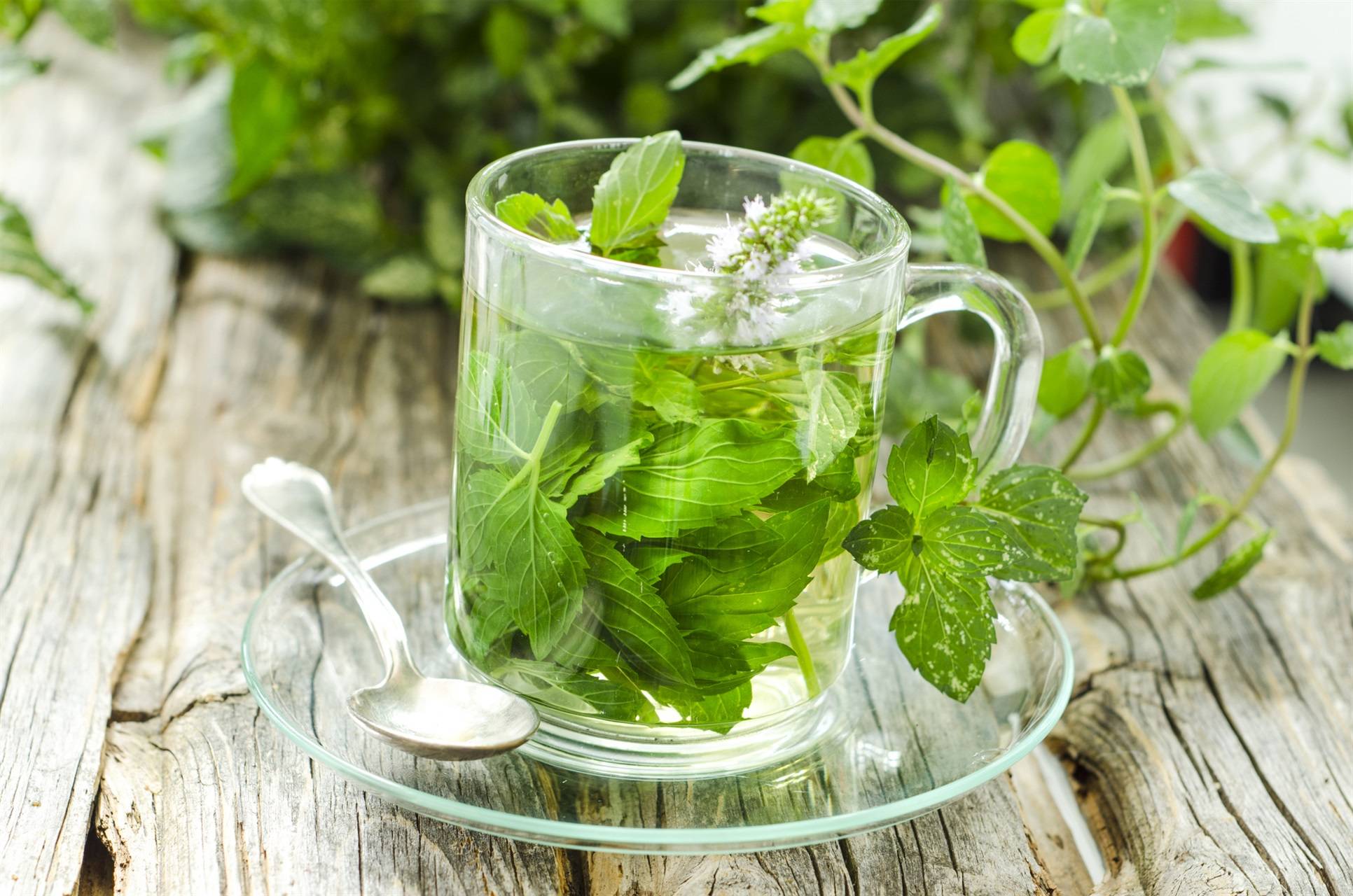 Чай с мятой — польза и вред, рецепты, противопоказания