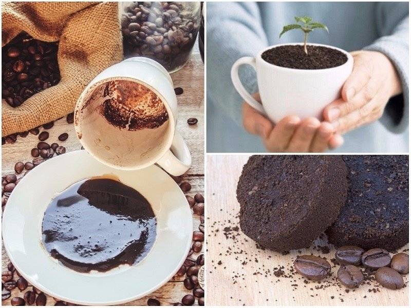 Кофейная гуща как удобрение для растений – как использовать