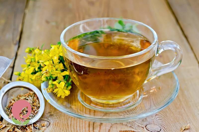Чай из зверобоя: лечебные свойства, рецепт заварки - целебные травы