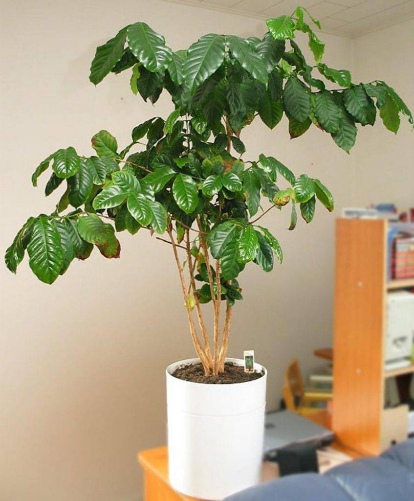 Кофейное дерево- все о выращивании кофе в домашних условиях