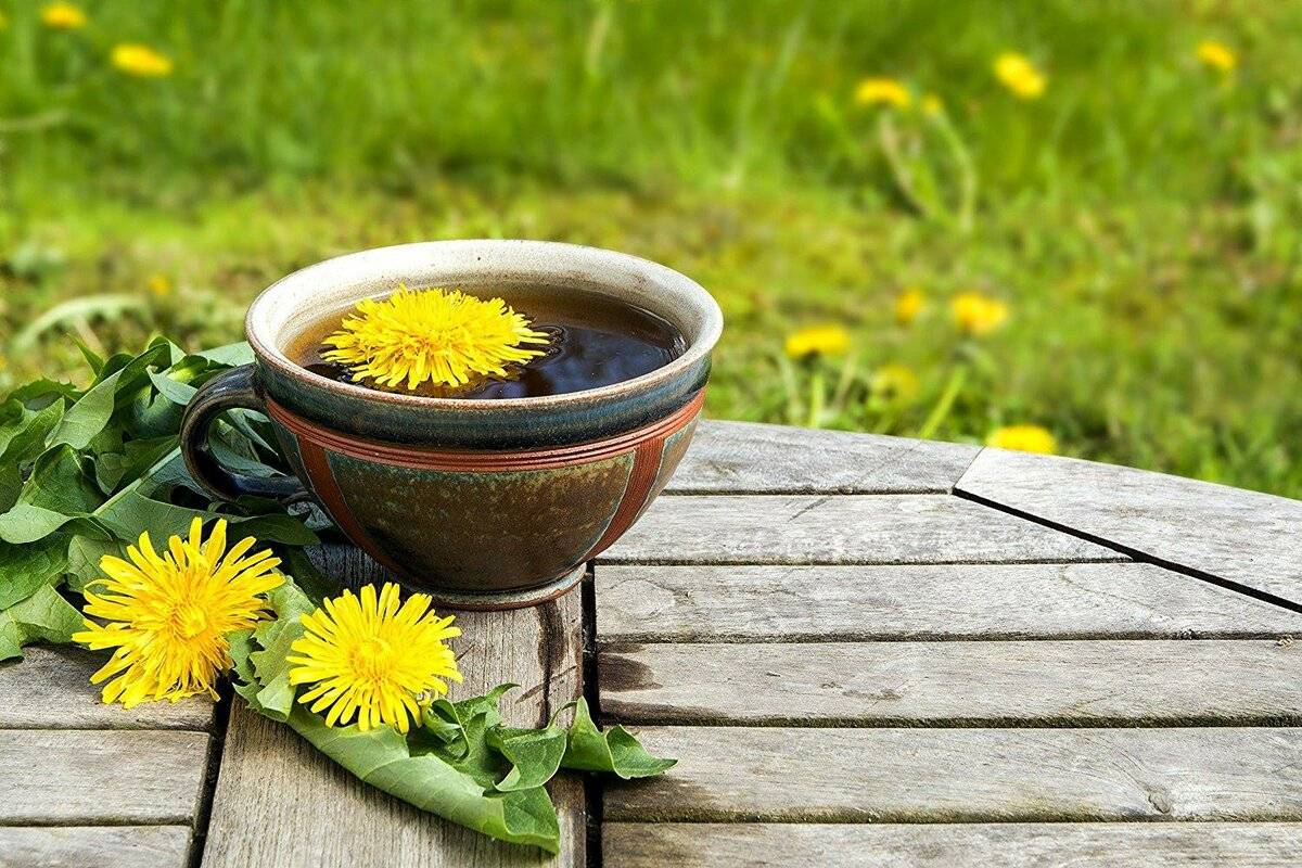 Чай из одуванчика: польза и вред, рецепты применения корней, листьев и цветков