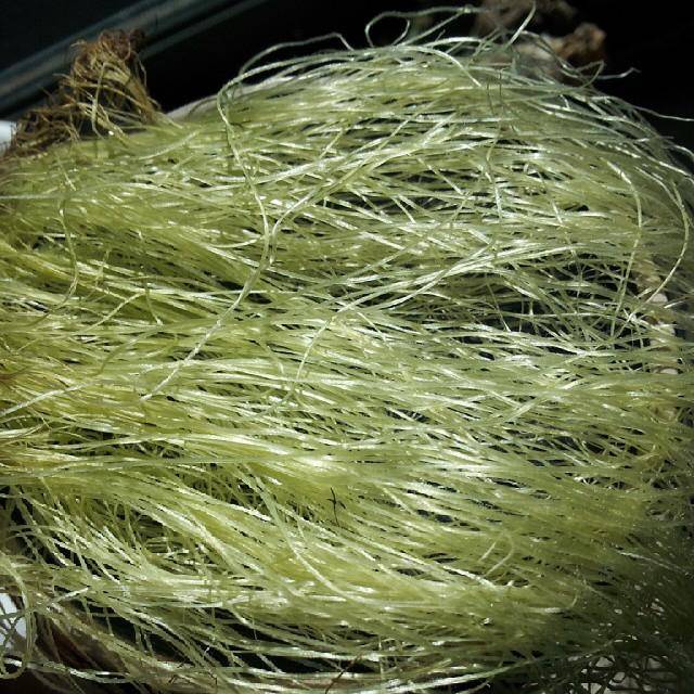 Полезны ли кукурузные рыльца настой для волос и ногтей