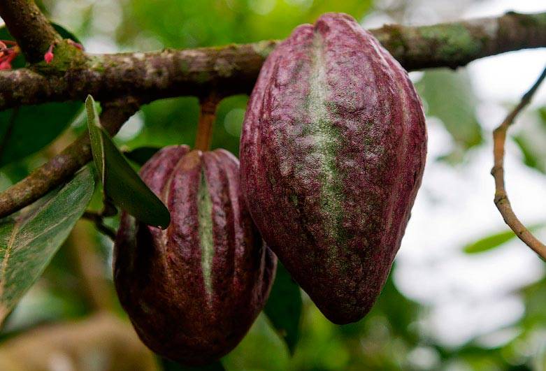 Где растут какао бобы