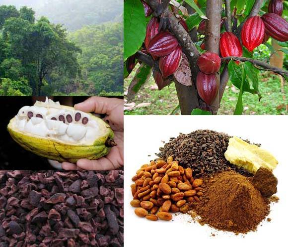 Как и где растет шоколадное дерево какао — интересные факты для детей и взрослых