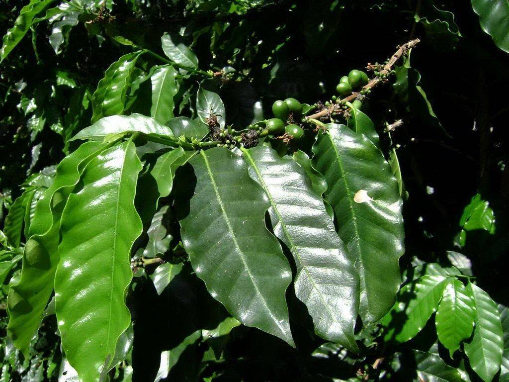 Секреты ухода в домашних условиях за кофейным деревом: как цветет, чем подкормить, как пересадить и многое другое