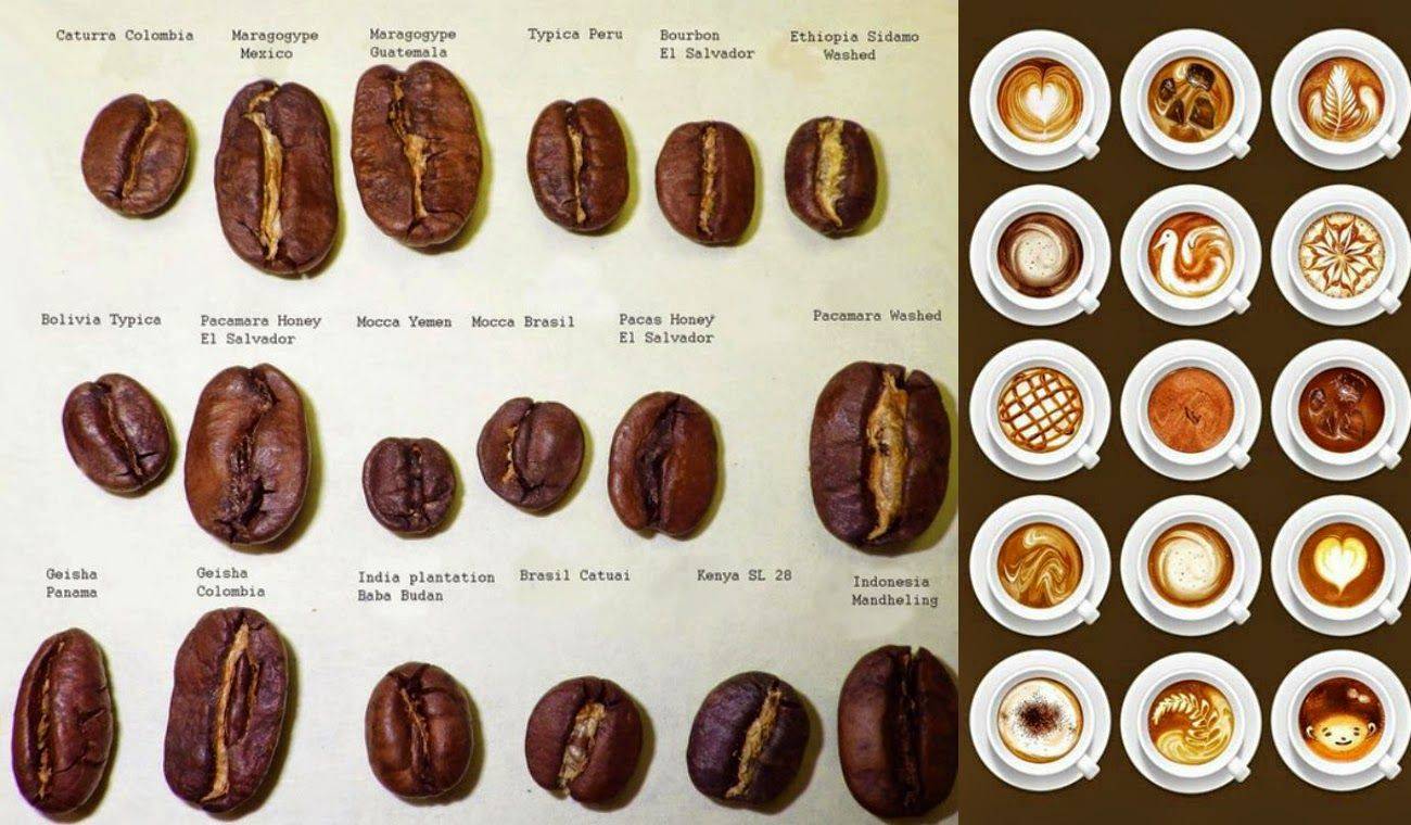 Робуста и арабика - различия сортов и как выбирать правильный кофе