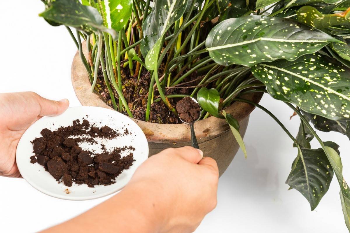 Кофейная гуща для подкормки растений в качестве удобрения