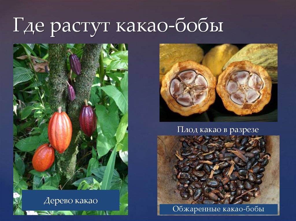 Какао дерево. история, описание, польза какао