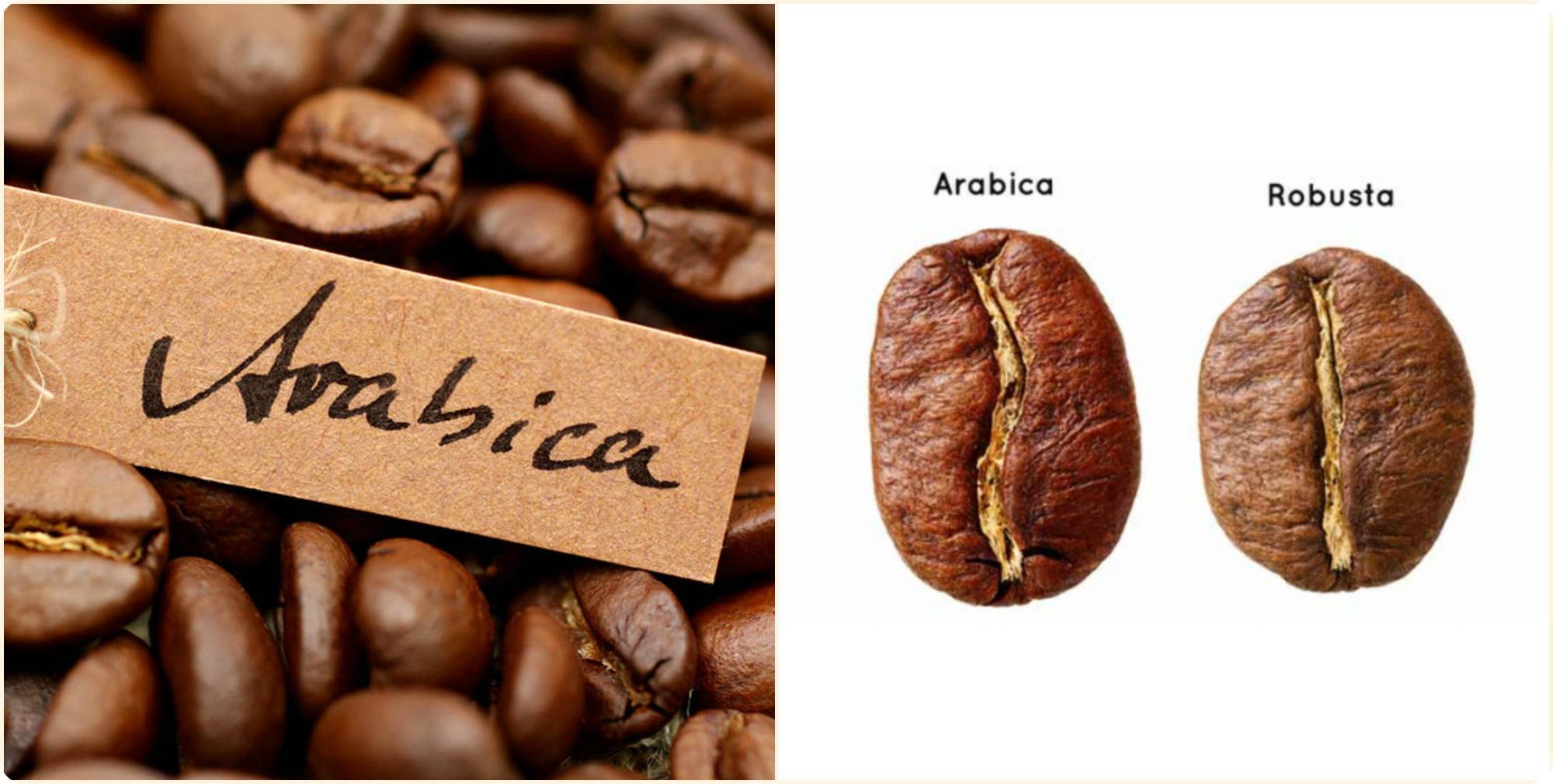 Кофе арабика: все о популярном сорте любимого напитка