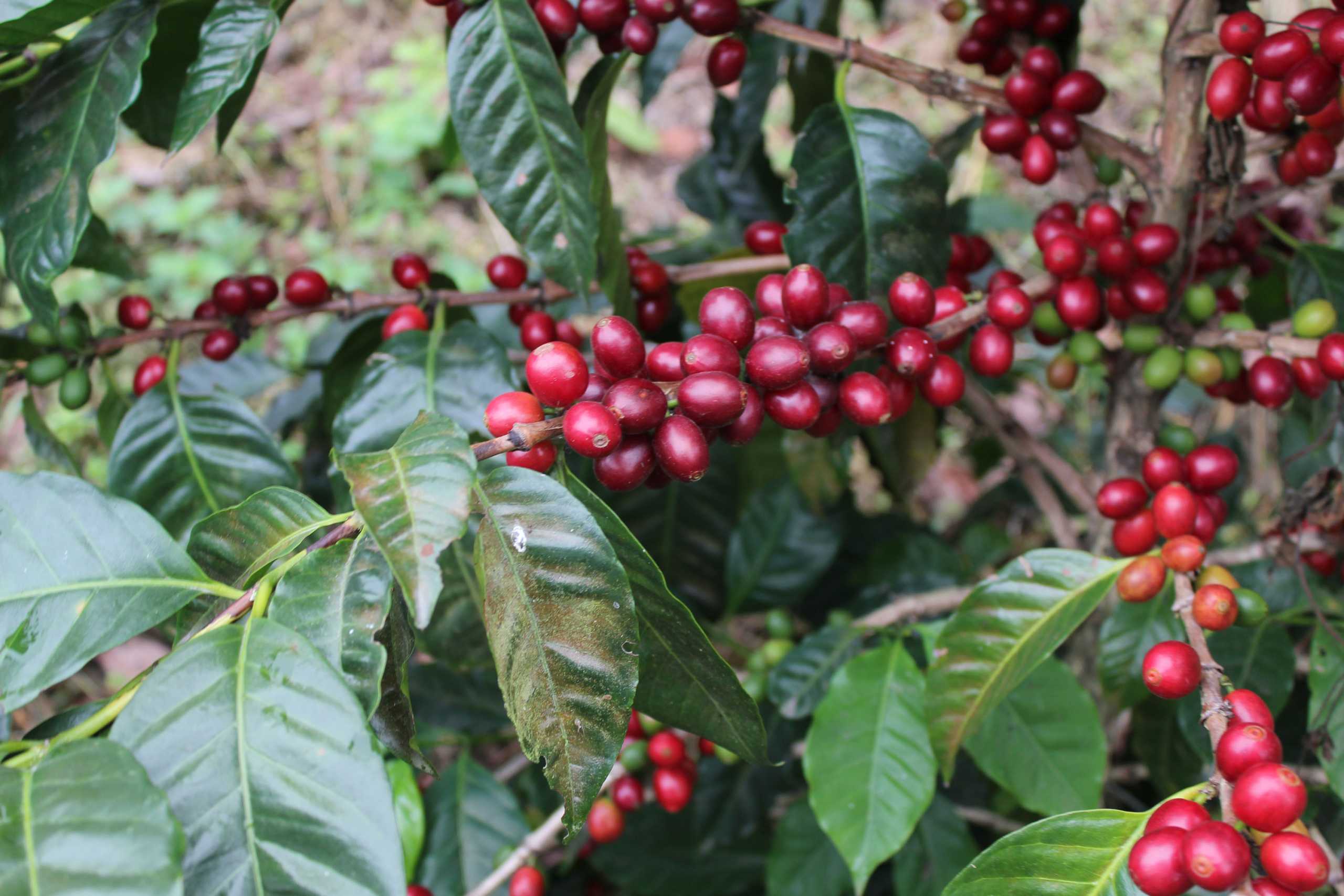 Отзыв о кофе «панама гейша камбера». один из самых редких сортов напитка, который высоко ценят знатоки.