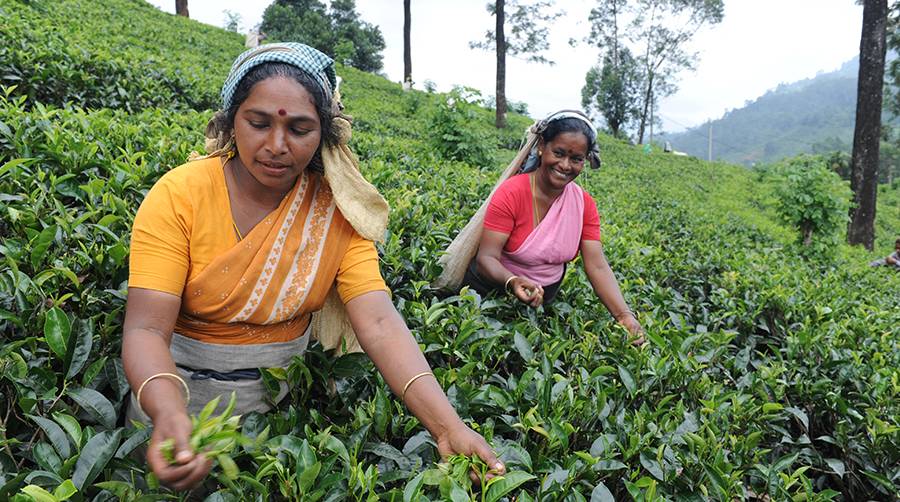 Чайные плантации шри-ланки, индии, вьетнама и малайзии