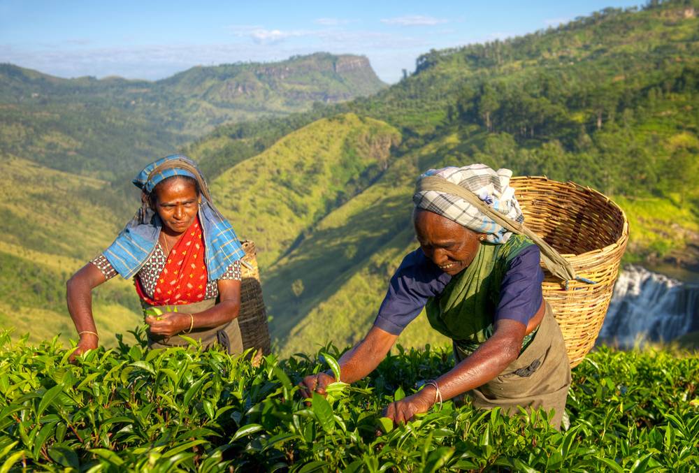 Цейлонский чай: состав, польза и вред | пища это лекарство