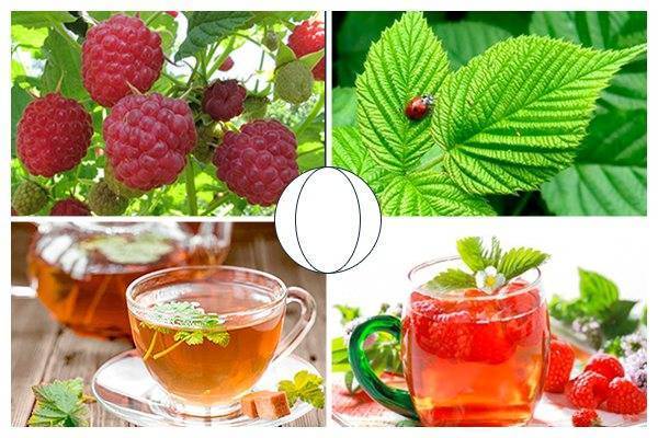 Чай из листьев малины: польза и возможный вред | польза и вред