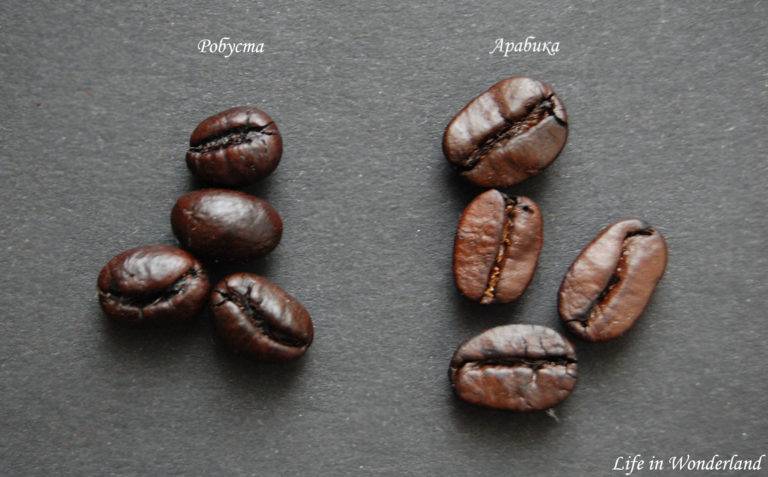 Робуста и арабика: различия, что лучше в кофе этих сортов (описание)