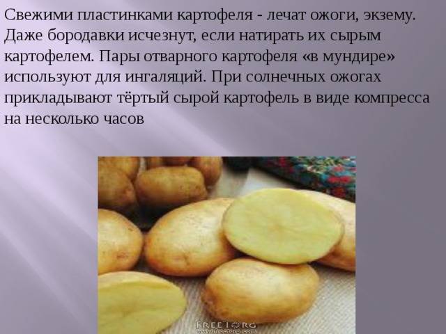 Лечебные свойства цветов картофеля: в чем состоят их польза и вред, есть ли противопоказания к применению, а также рецепты для настойки на водке и отвара русский фермер