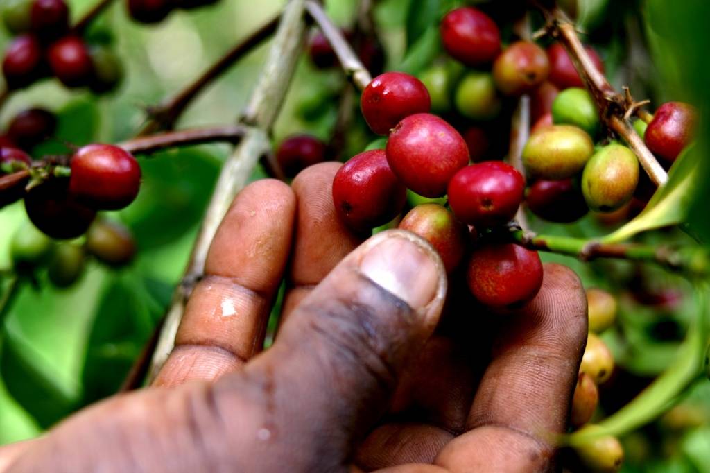 Родина кофе: какая страна стала первой производить зерна