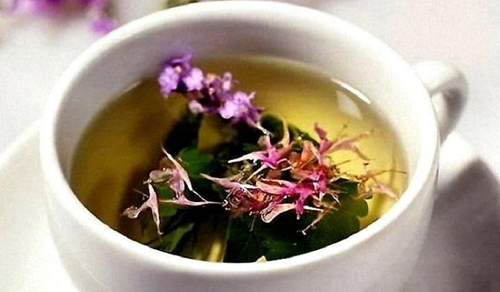 Полезные свойства иван-чая — вся правда об узколистном кипрее