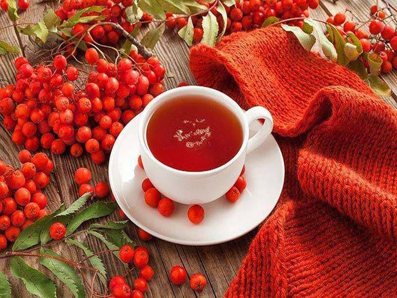 Чай из рябины: полезные свойства и рецепты