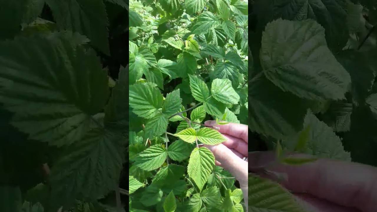 Листья смородины на зиму: сбор и заготовка, профилактика растения от заболеваний