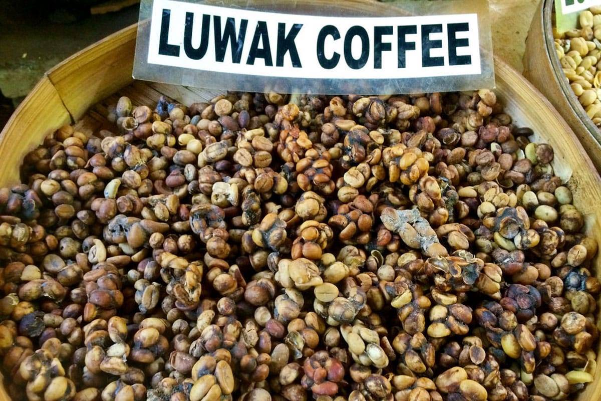 Кофе лювак (kopi luwak): описание, история и виды марки