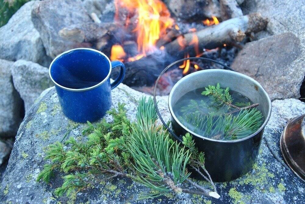 Чай из сосновых иголок