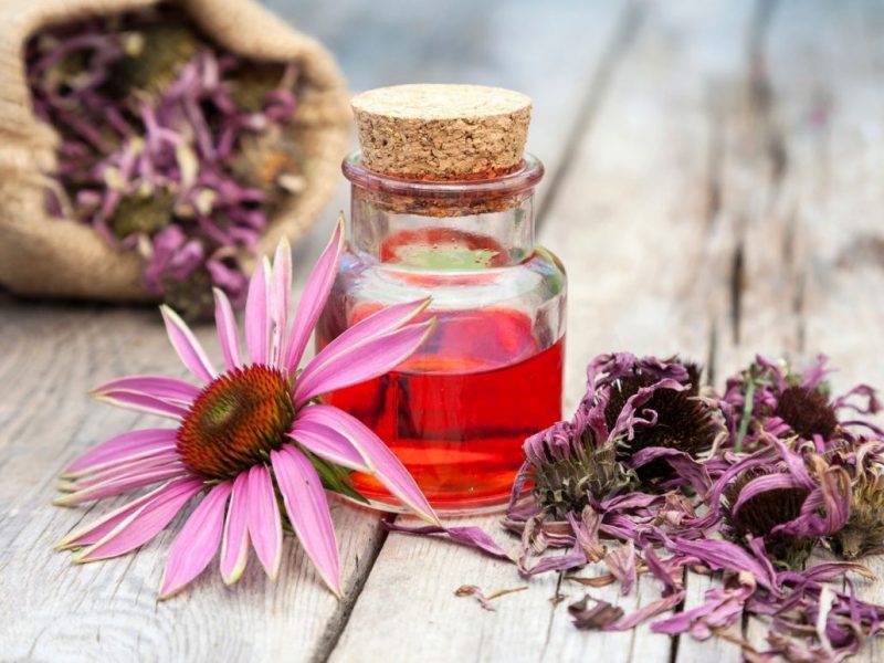Эхинацея пурпурная: лечебные свойства и противопоказания | здоровье и красота