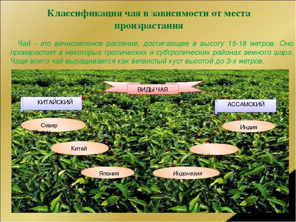 Сертификация чая и чайной продукции в россии