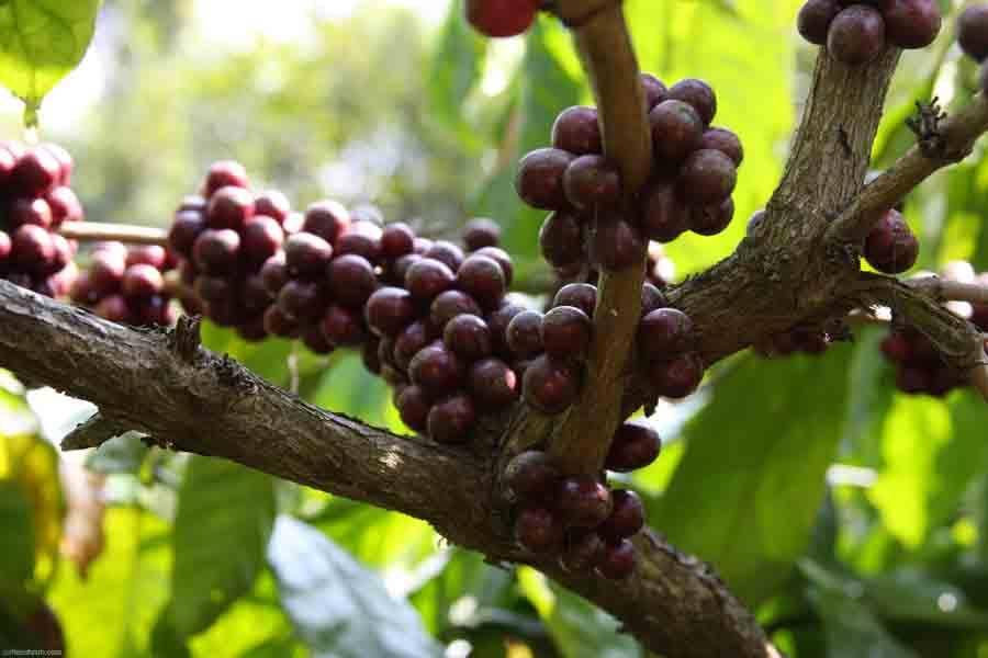 Как растет кофе, где его выращивают в мире, родина кофе