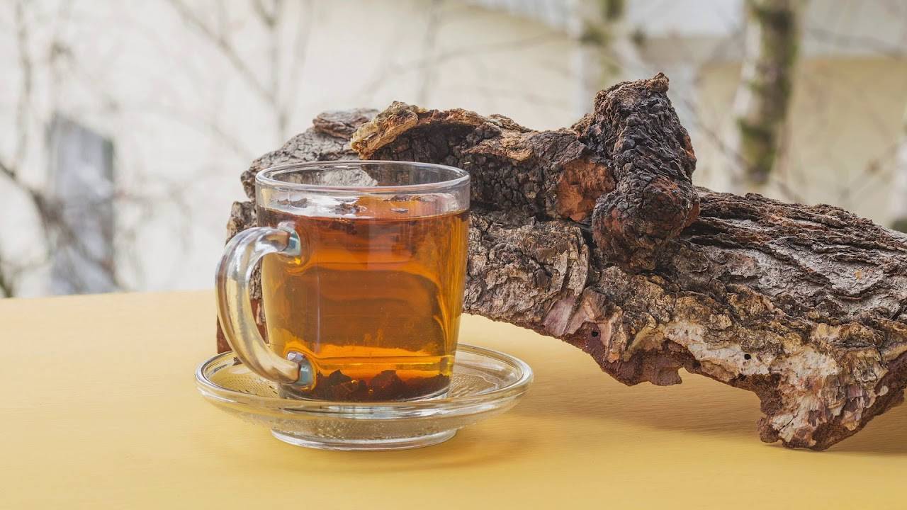 Чай из березовой чаги - как правильно заваривать и принимать чагу