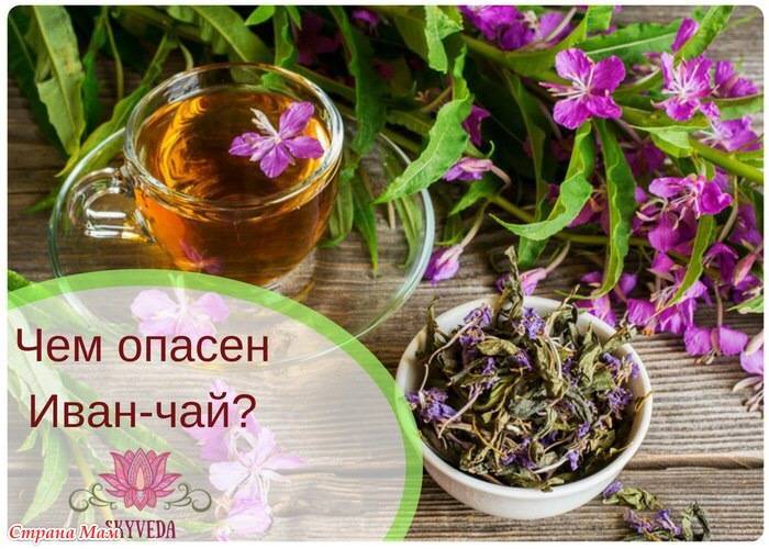 Иван-чай — выручай! лечебные свойства и польза чудо-чая