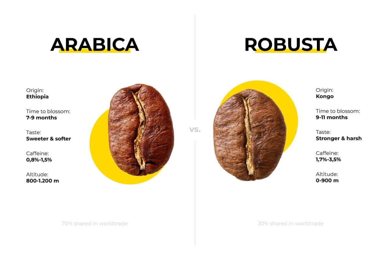 Различия арабики и робусты | какой кофе лучше и в чем разница
