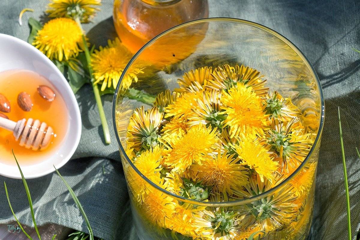 Чай из одуванчика: польза и вред, рецепты применения корней, листьев и цветков