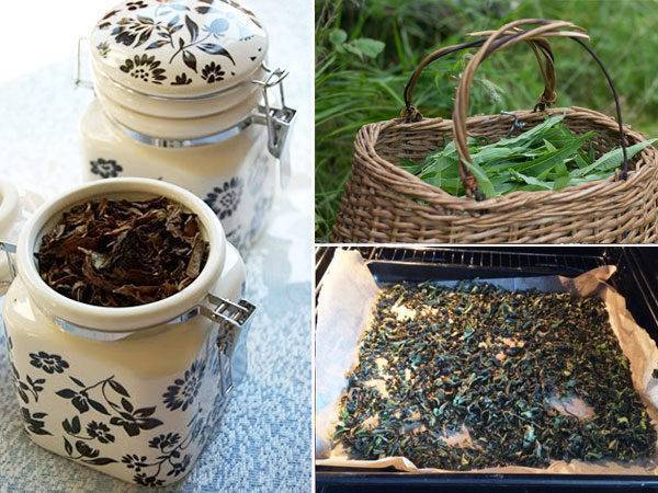 Растения для чая в огороде и саду