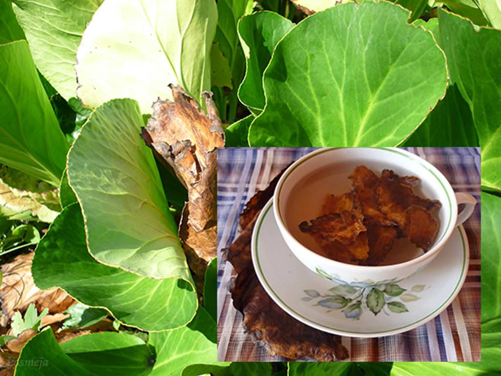 Бадан чай (чигирский чай): лечебные свойства, как заваривать