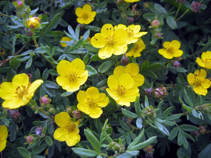 Курильский чай (39 фото): полезные свойства и противопоказания напитка, посадка и уход за кустарниковым растением, сорта с белыми и жёлтыми цветками