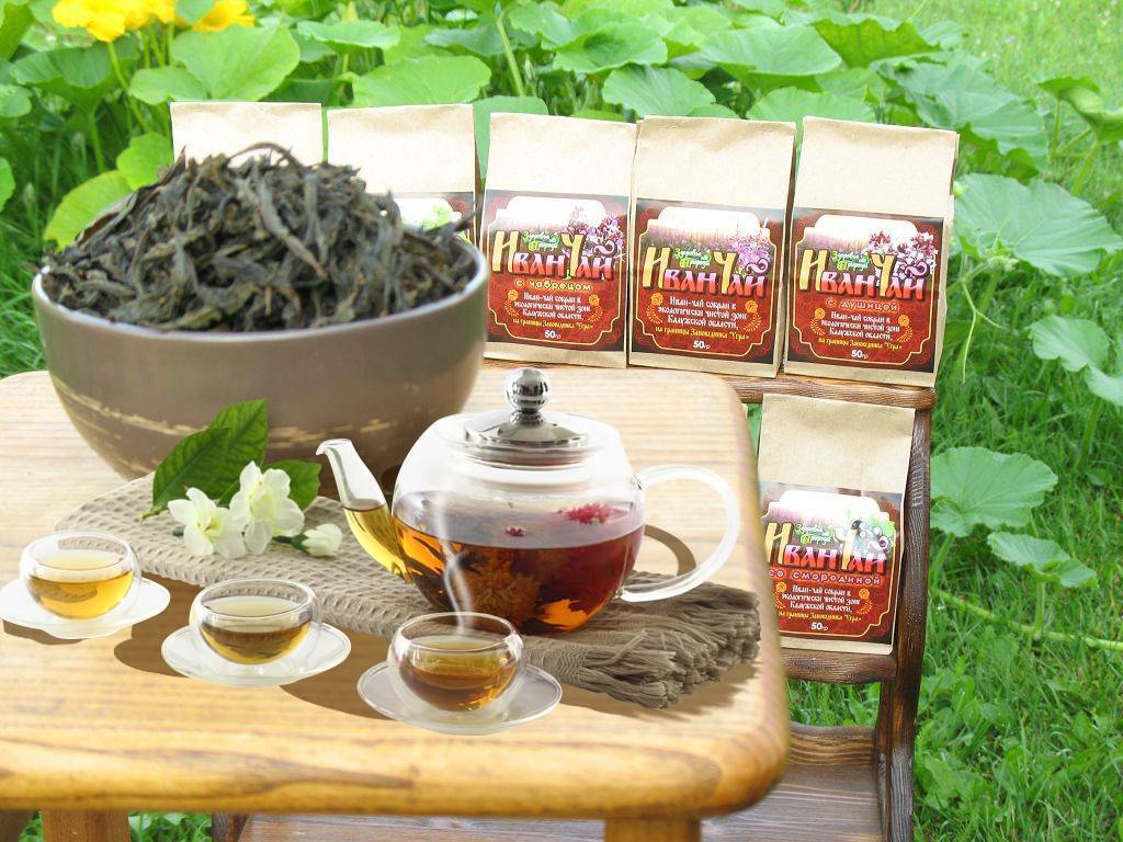 Иван-чай (копорский): сбор, способ приготовления, ферментация, хранение; в чем польза иван-чая (кипрея) для здоровья