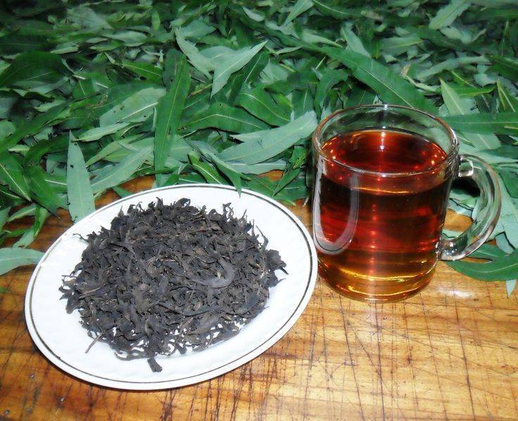 Иван-чай (копорский): сбор, способ приготовления, ферментация, хранение; в чем польза иван-чая (кипрея) для здоровья