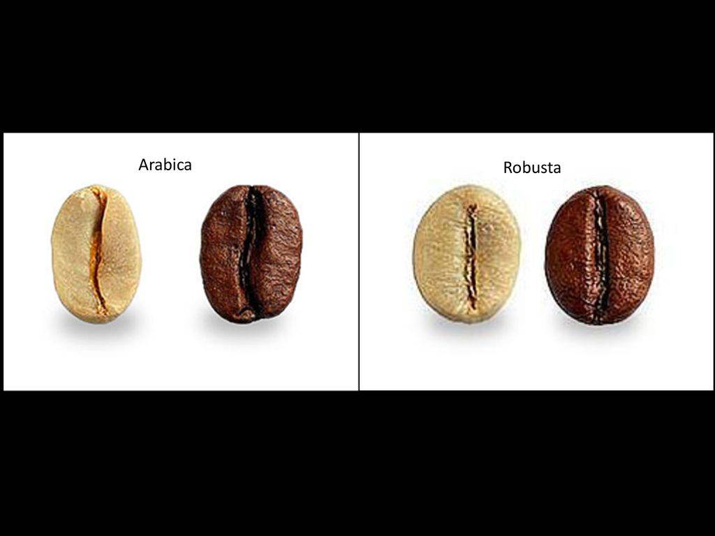 Виды кофе. четыре вида кофе, которые используются во всём мире