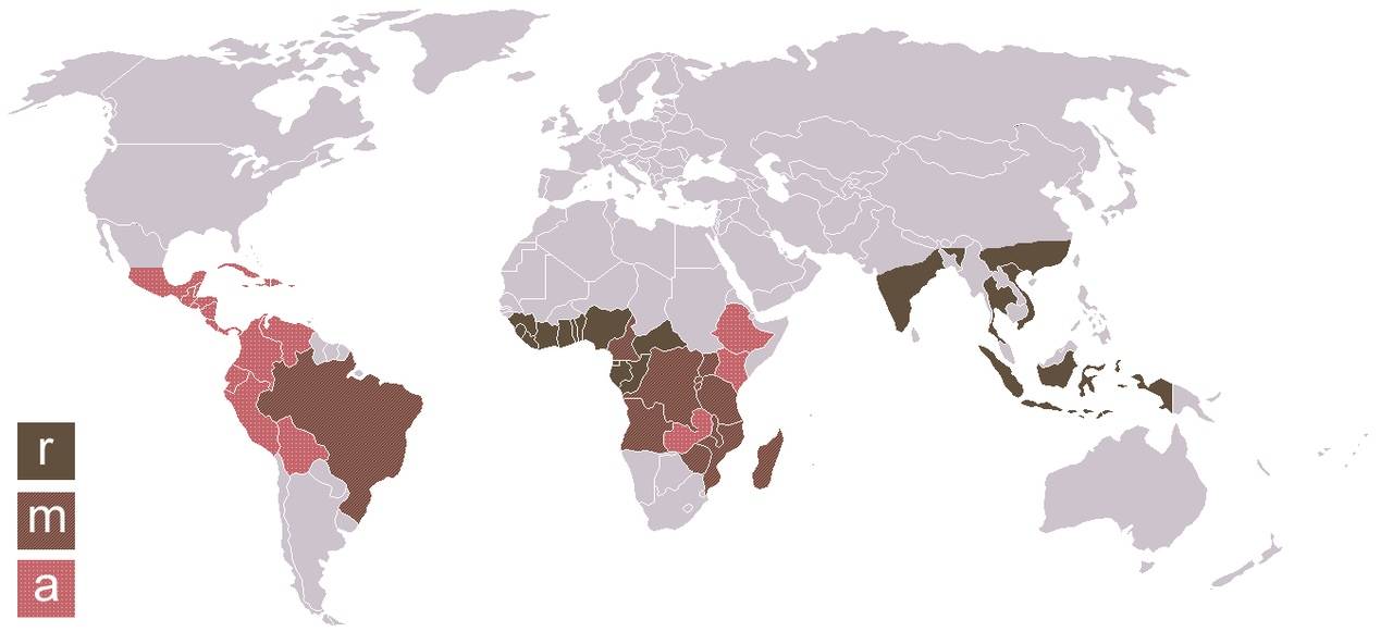 Где растет кофе в мире - страны, особенности и интересные факты