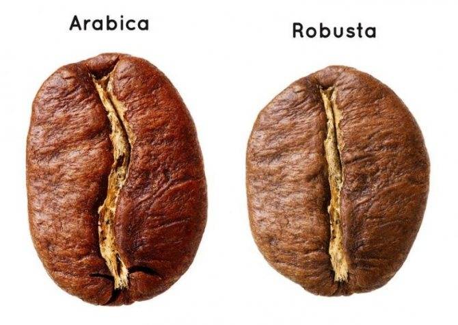 Различия арабики и робусты | какой кофе лучше и в чем разница | журнал про кофе bravos | яндекс дзен